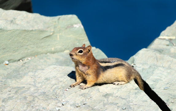 Close-up of a chipmunk sitting on a gray rock in Glacier National Park. The deep blue water of Saint Mary Lake is visible in the background