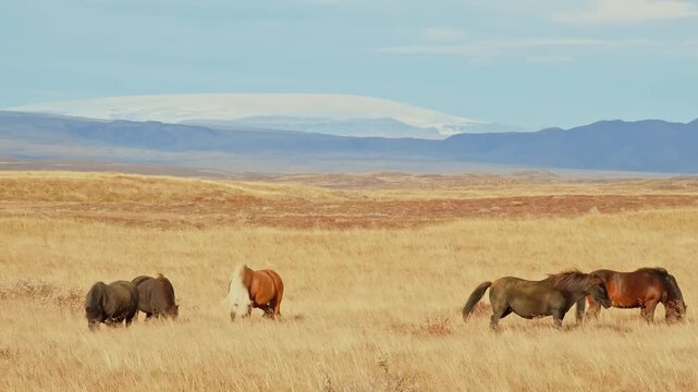 A wide angle shot of four Icelandic horses grazing on a vast, golden brown field. In the background, a mountain range is visible, topped with a snow-capped glacier under a blue sky with scattered clou