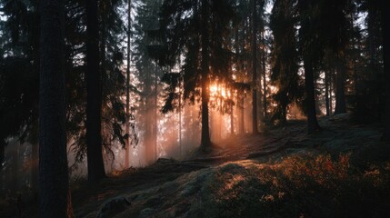 Fototapeta premium Serene Forest Scene at Dawn with Sunlight Filtering Through Trees and Mist in a Tranquil Nature Landscape Setting