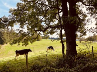 herd of deer