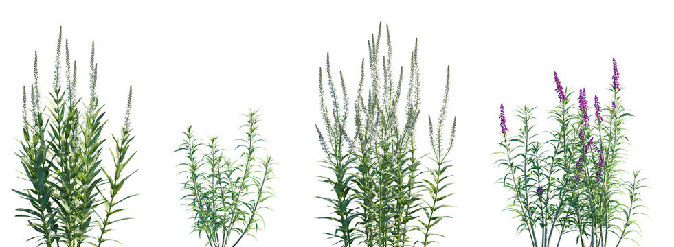 Set of Lysimachia ephemerum and Mexican bush sage (Salvia leucantha) isolated png on a transparent background perfectly cutout high resolution