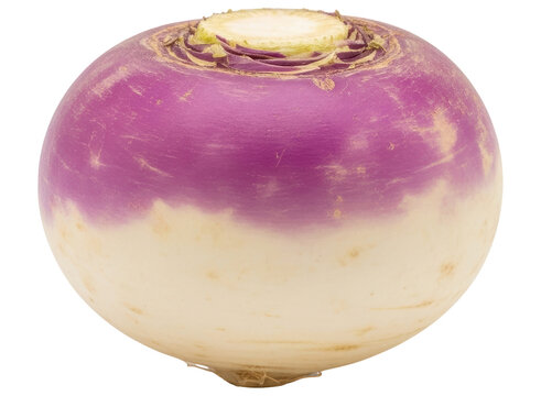 Fresh whole turnip with purple and white skin, a nutritious root vegetable