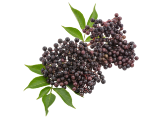 Fresh ripe elderberries with green leaves, rich in antioxidants and vitamins.