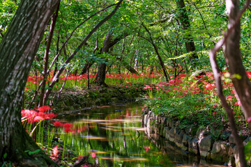 A forest landscape with red spider lily (Lycoris radiata) flowers in full bloom in autumn.