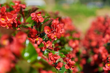 Close-up photo of red begonia flowers in full bloom in summer