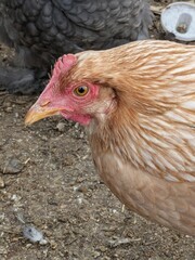 free range chicken © GoldnAmaterasu