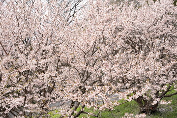 満開に咲き乱れる淡いピンク色の桜の花が画面全体を埋め尽くすように広がり春の訪れを告げている様子のクローズアップ