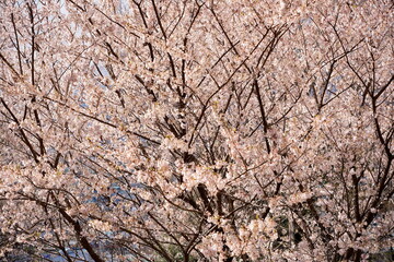鮮やかな淡いピンク色の桜の花がびっしりと咲き乱れ複雑に枝が絡み合った桜の木全体を捉えた春の力強いクローズアップ