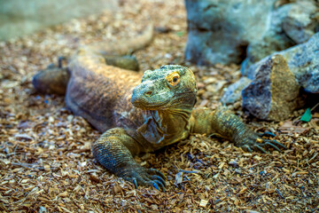 Close-Up of Komodo Dragon Resting on Wood Chips in a Naturalistic Habitat with Detailed Scales and Alert Expression