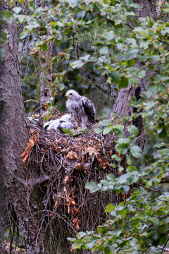 European Honey-buzzard (Pernis apivorus) two juvenile birds in nest, Hesse, Germany
