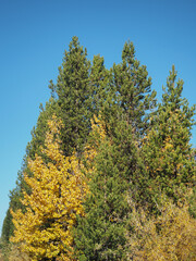 Golden Quaking Aspen among the Lodgepole Pine trees on a beautifal fall day.