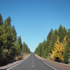 Golden Quaking Aspen among the Lodgepole Pine trees on a beautifal fall day.
