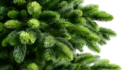 Artificial Christmas tree with deep green foliage and soft texture, realistic festive decor element for modern interiors, isolated on white background