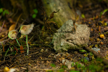 Hongos del bosque