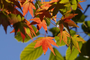 赤く紅葉した楓の葉