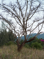 Bare tree standing in a natural field with mountains and distant greenery under a clear sky, capturing the essence of autumn or winter season.