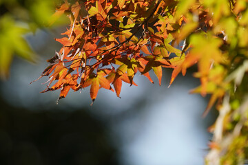 赤く紅葉した楓の葉