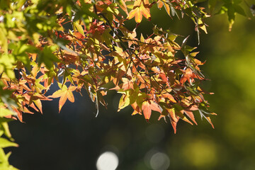 京都の寺院の庭園の紅葉した楓の葉