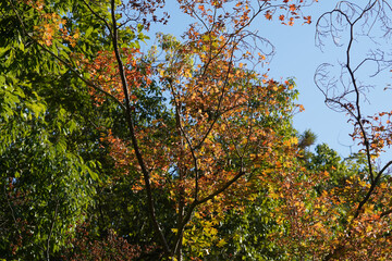 京都の寺院の庭園の紅葉した楓の葉
