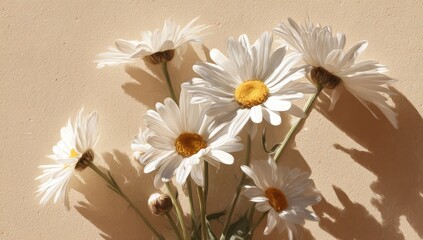 Close-up of white daisies with yellow centers, casting shadows on a cream background