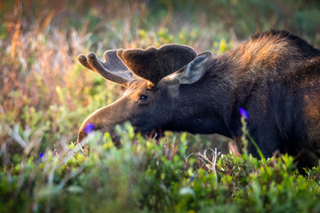 A Bull Moose grazing in the Morning Meadow