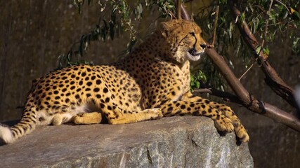 Close up of a cheetah resting on a rock under a tree looking around on a sunny day - Powered by Adobe