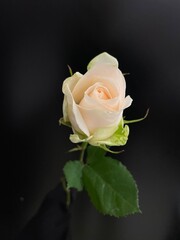 single white rose