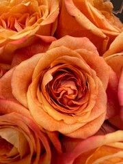 Orange rose petals
