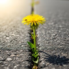 A bright yellow dandelion flower growing through a crack in the asphalt road under sunlight, symbolizing resilience and nature's persistence in urban environments