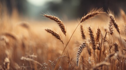 Fototapeta premium Golden Wheat Field Under Soft Light with Focus on Grain Stalks in a Natural Landscape Presenting a Warm and Tranquil Agricultural Scene