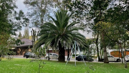 Obraz premium Trees in the city park