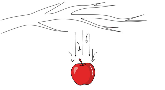 Simple gravity illustration apple falling from tree for Newton's Day science education infographic