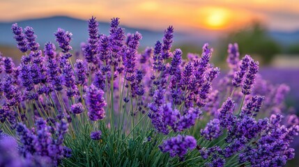 Fototapeta premium Stunning Lavender Field at Sunset with Vibrant Purple Blooms and Soft Orange Sky Overrolling Hills in Tranquil Rural Landscape
