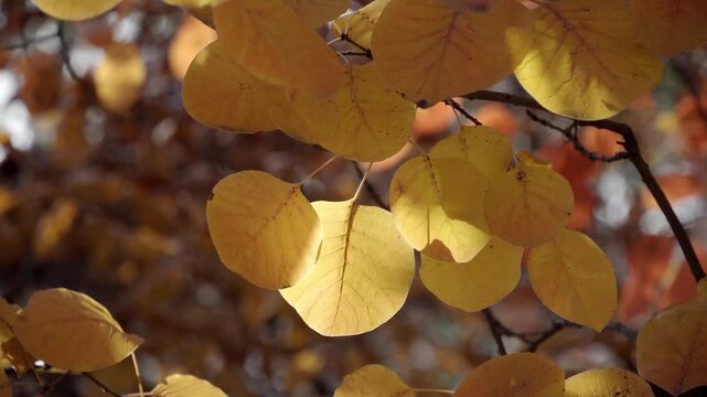 This ray of sunlight seemed to favor this Smoke tree(Cotinus obova) leaf, illuminating it alone, making it shimmer with golden light, so much so that the wind, out of jealousy, wanted to blow it away.