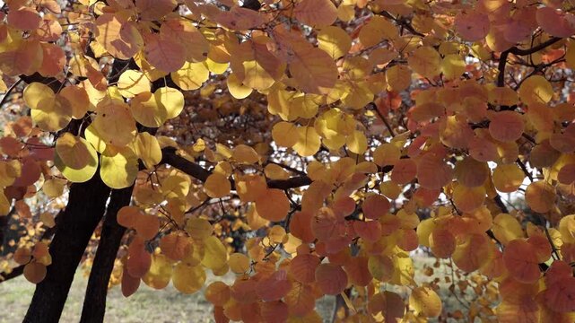 The early winter wind was chilly, but the sunlight was still warm, shining on the leaves of the Cotinus obovatus(Smoke trees) by the lake and giving them a warm glow.