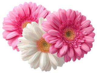 Three gerbera flowers in shades of pink and white on a black background