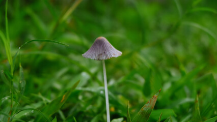 a small umbrella mushroom among wild grass