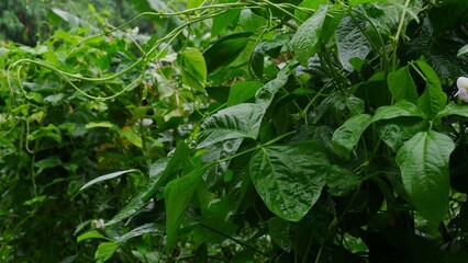 A fresh yardlong bean plant