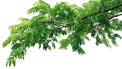Lush branch extends with dense, verdant, small pinnate leaves