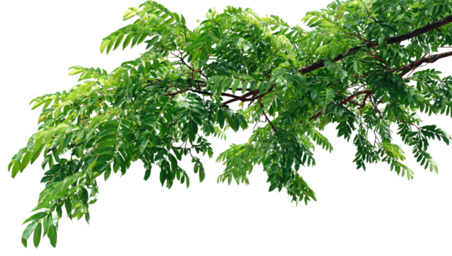 Lush branch extends with dense, verdant, small pinnate leaves