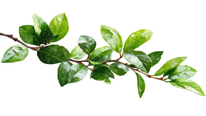 Obraz premium Branch leaves shine bright on a stem against a dark background