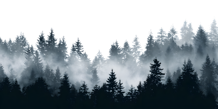 Mysterious foggy forest silhouette with towering pine trees creating a dramatic, atmospheric landscape perfect for nature themes