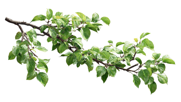 Branch with vibrant green leaves isolated against a black backdrop