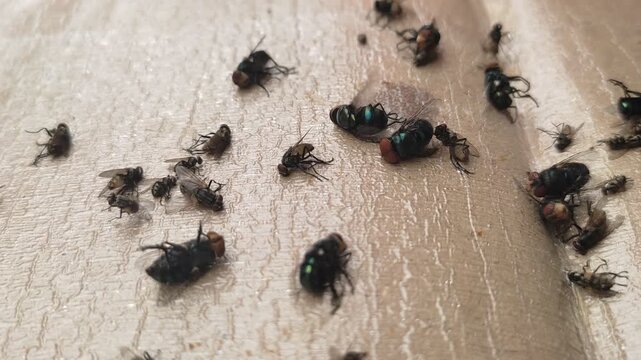 Dead Flies and Insects Trapped on a Sticky Glue Fly Paper Close-up