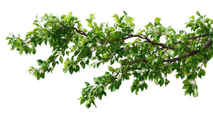 Lush green leaves on a branch against stark black