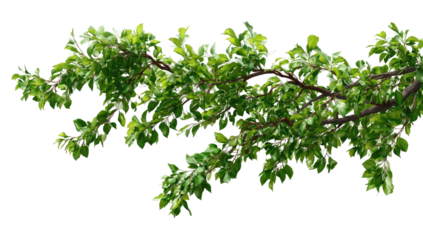 Lush green leaves on a branch against stark black