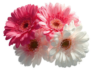 Bright bouquet. Pink, white, & blush gerbera daisies, softly lit
