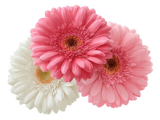 Three gerbera daisies pink, light pink, and white
