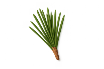 Pine needles sprig evergreen plant on transparent background