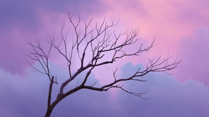 Fototapeta premium Bare Tree Silhouette Against a Soft Purple Sky With Wispy Clouds at Dusk in a Serene and Tranquil Natural Landscape Setting